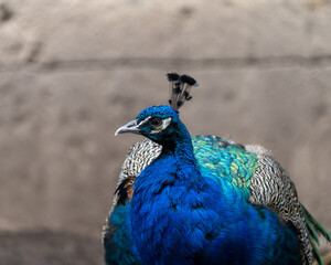 portrait of a peacock