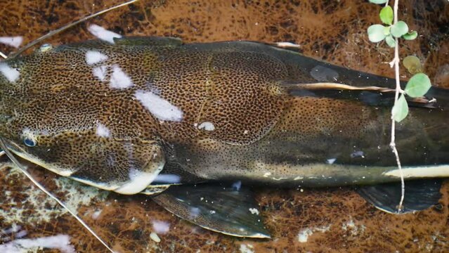 Redtail catfish (Phractocephalus hemioliopterus) in a fish pond