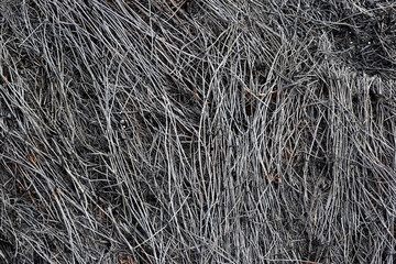 Charred black bush and branches in closeup view of forest and undergrowth after forest fire. burnt black grass. global warming and climate change concept. devastated nature. abstract view.