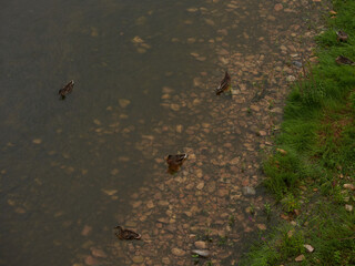 Patos nadando en rio