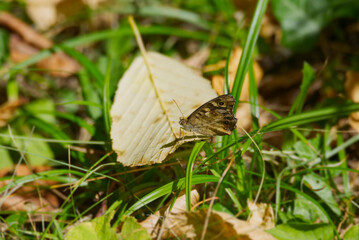 Speckled Wood Butterfly (Pararge aegeria) perched on brown leaf in Zurich, Switzerland