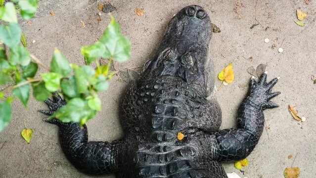 A large, old male American alligator (Alligator mississippiensis) resting, top view