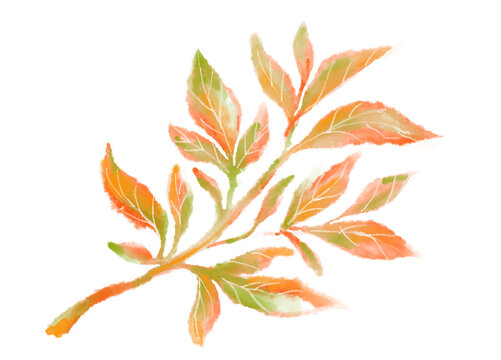 Tropical red green plant elements autumn watercolor hand painting illustration