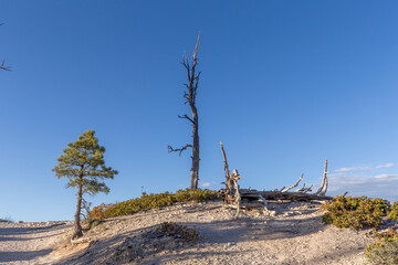 scenic view to the hoodoos in the Bryce Canyon national Park, Utah,