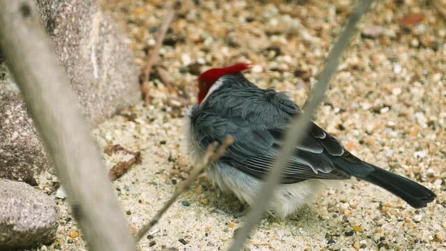 Red-crested cardinal (Paroaria coronata) in a dry environment