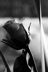 fiore in bianco e nero 
