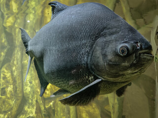 Tambaqui (Colossoma macropomum) or giant pacu in a pond