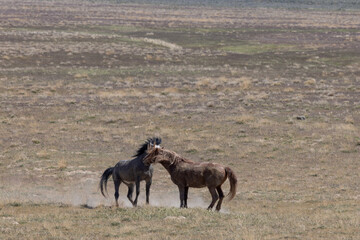 Wild Horse Stallions Fighting in the Utah Desert