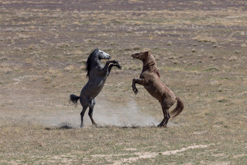 Pair of Wild Horse Stallions Fighting in the Utah Desert