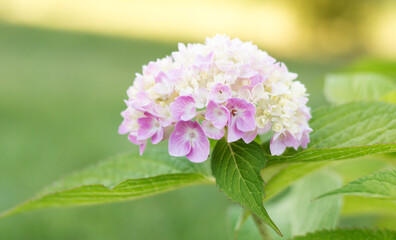 bright pink hydrangea buds close-up. ornamental plant flowers. pink flowers densely planted on a branch. beautiful bokeh with blurred backgrounds. no people. nature background