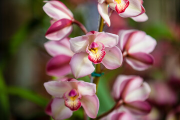Close up of one of the beautiful Colombian orchids