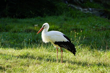 The White Stork (Ciconia ciconia) is a large wading bird in the stork family Ciconiidae. Germany