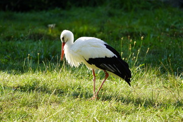 The White Stork (Ciconia ciconia) is a large wading bird in the stork family Ciconiidae. Germany