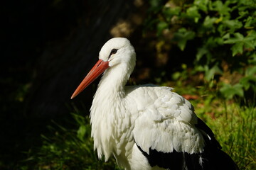 The White Stork (Ciconia ciconia) is a large wading bird in the stork family Ciconiidae. Germany