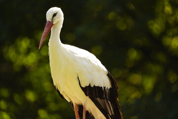 The White Stork (Ciconia ciconia) is a large wading bird in the stork family Ciconiidae. Germany
