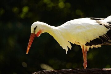 The White Stork (Ciconia ciconia) is a large wading bird in the stork family Ciconiidae. Germany - Powered by Adobe