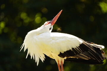The White Stork (Ciconia ciconia) is a large wading bird in the stork family Ciconiidae. Germany