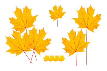 Bright colorful autumn leaves. nature