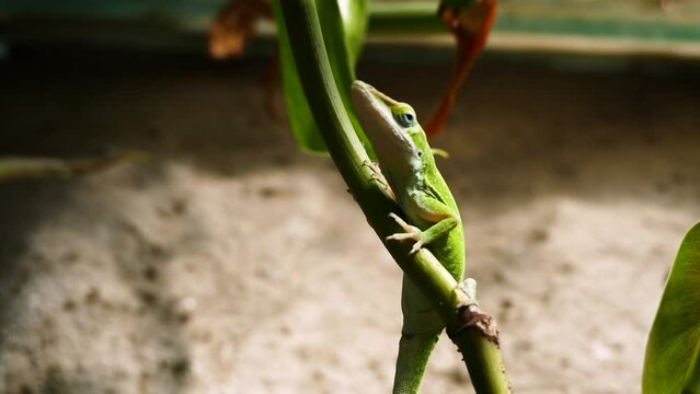 Green anole (Anolis carolinensis) in a terrarium