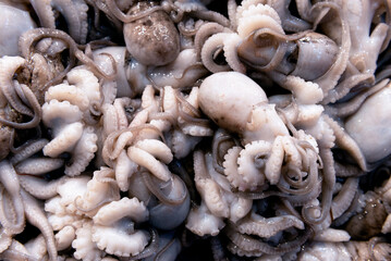 Fresh baby octopus