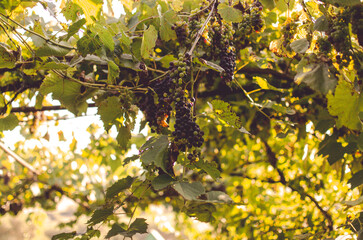 Vineyards at sunshine during autumn harvest. Ripe grapes in fall in Transylvania.