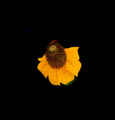 Black Eyed Susan flower