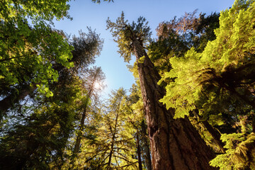 Lush Green Rain Forest in Pacific Northwest. MacMillan Provincial Park, Vancouver Island, BC, Canada. Nature Background