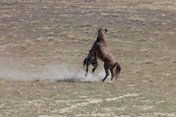 Pair of Wild Horse Stallions Fighting in the Utah Desert