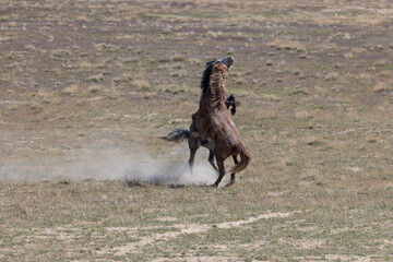 Pair of Wild Horse Stallions Fighting in the Utah Desert