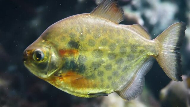 Spotted silver dollar (Metynnis lippincottianus), a relative of the piranha