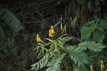 Winged Cassia, Cassia alata) , Senna alata plant