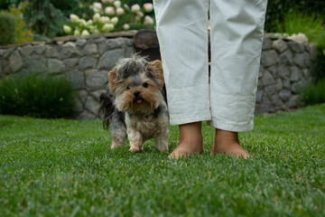 Mini Yorkshire Terrier - a little friend in the family,
Yorkshire terrier mini and owner's legs, in the garden on the lawn