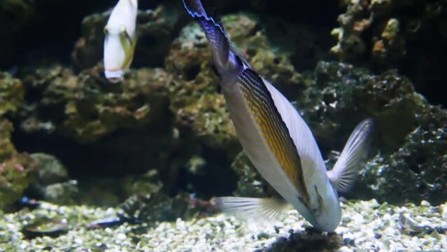 Red Sea sailfin tang (Zebrasoma desjardinii) and blackbelly triggerfish (Rhinecanthus verrucosus) looking for food