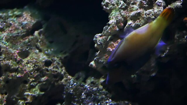 Blackbar filefish (Pervagor janthinosoma), a type of triggerfish