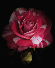 Mixed pink rose close-up on dark black background
