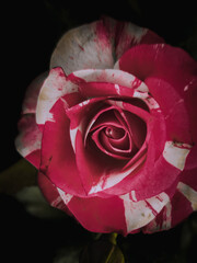 Mixed pink rose close-up on dark black background