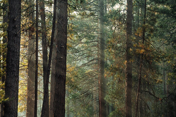 Sunlight in a ponderosa pine forest, Mariposa Grove. Early morning light, Yosemite National Park,...