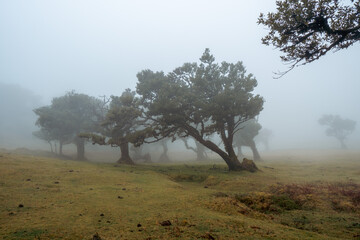 tree in the fog