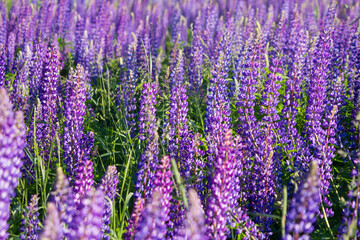 Violet lavender field