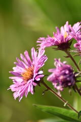Blumen - Pflanzen - Natur - Grün - Garten 
