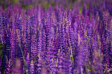Violet lavender field