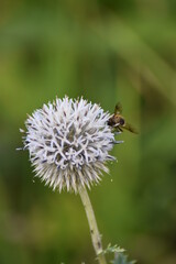 Blumen - Pflanzen - Natur - Grün - Garten 