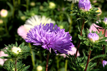 Close-up garden aster blooms