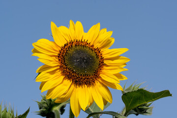 Blooming sunflower against the blue sky