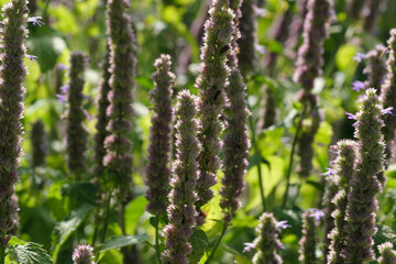 Varietal cultivated sage