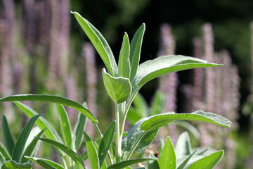 Varietal cultivated sage