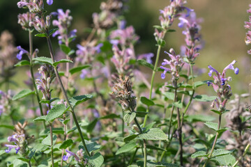 Varietal cultivated sage