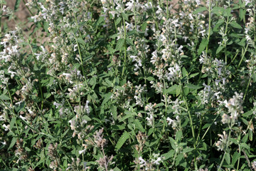 Varietal cultivated sage