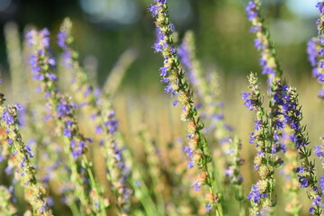Blumen - Pflanzen - Natur - Grün - Rosen