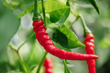 Organically homegrown 'Ring of Fire' cayenne peppers ripened to red on the vine